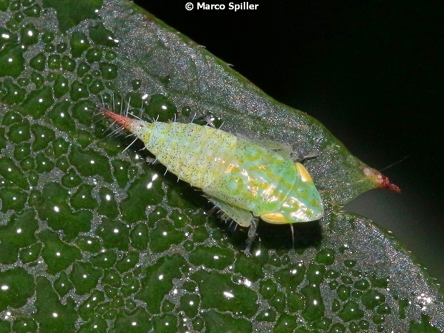 Cicadomorpha: ninfa di Fieberiella florii (Cicadellidae)